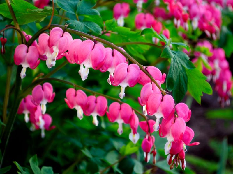 Bleeding Heart