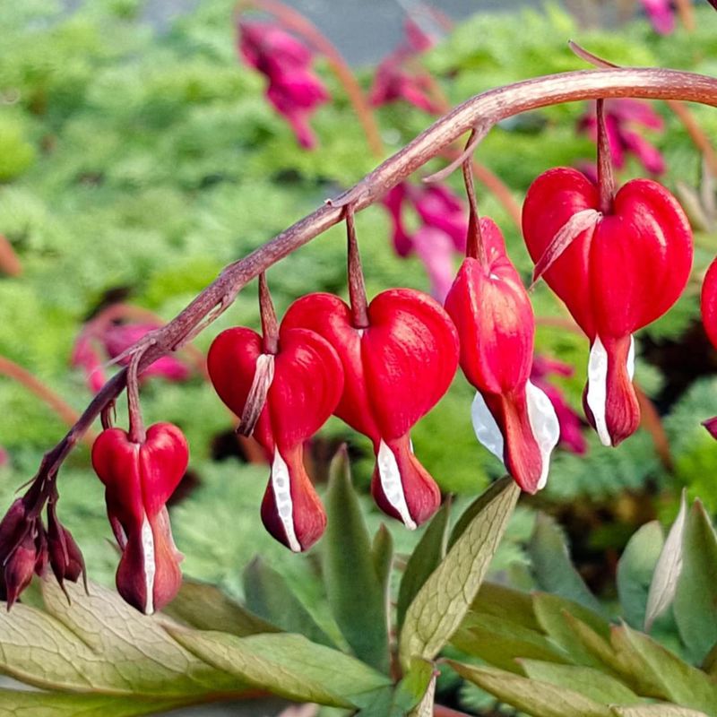 Bleeding Heart (Dicentra)