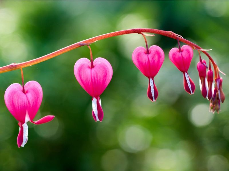 Bleeding Hearts