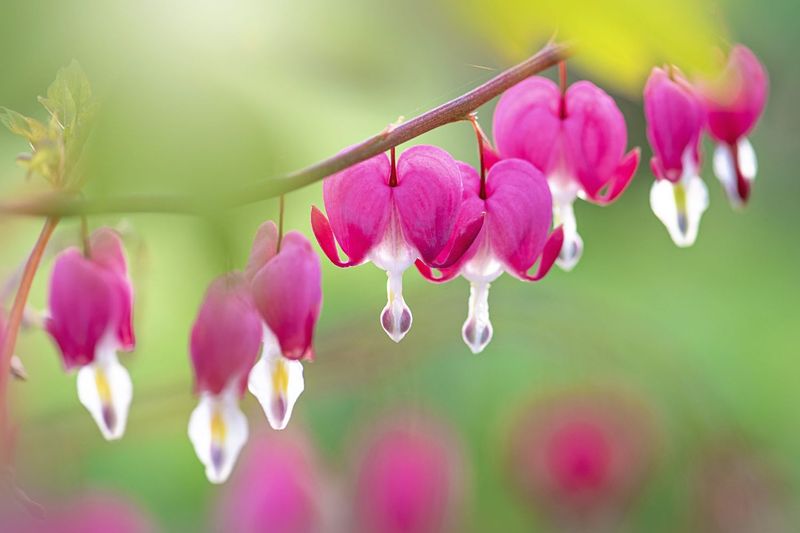 Bleeding Hearts