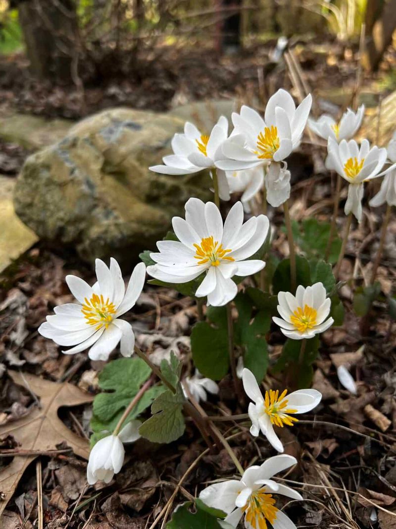 Bloodroot