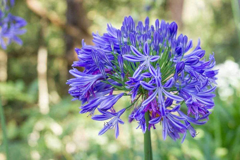 Blue Agapanthus