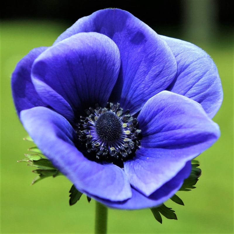 Blue Anemone