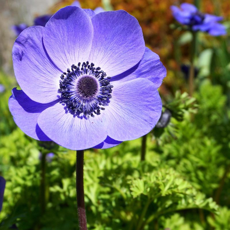 Blue Anemone