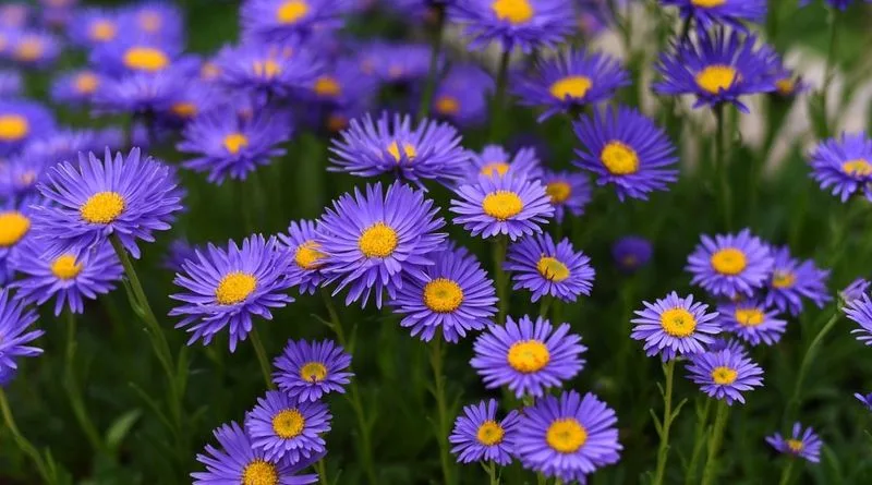 Blue Aster