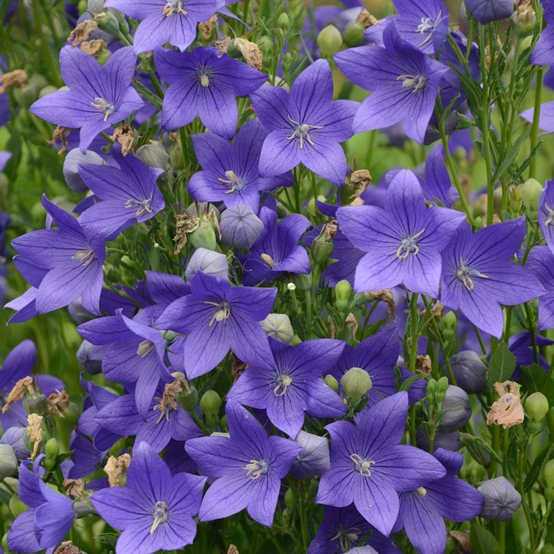 Blue Balloon Flower