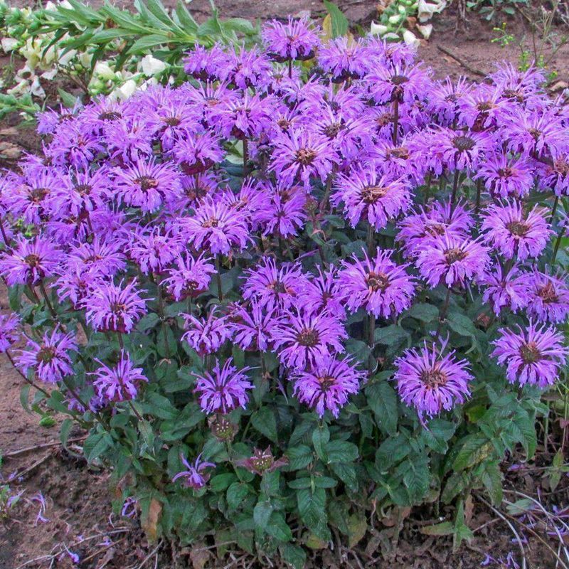 Blue Bee Balm