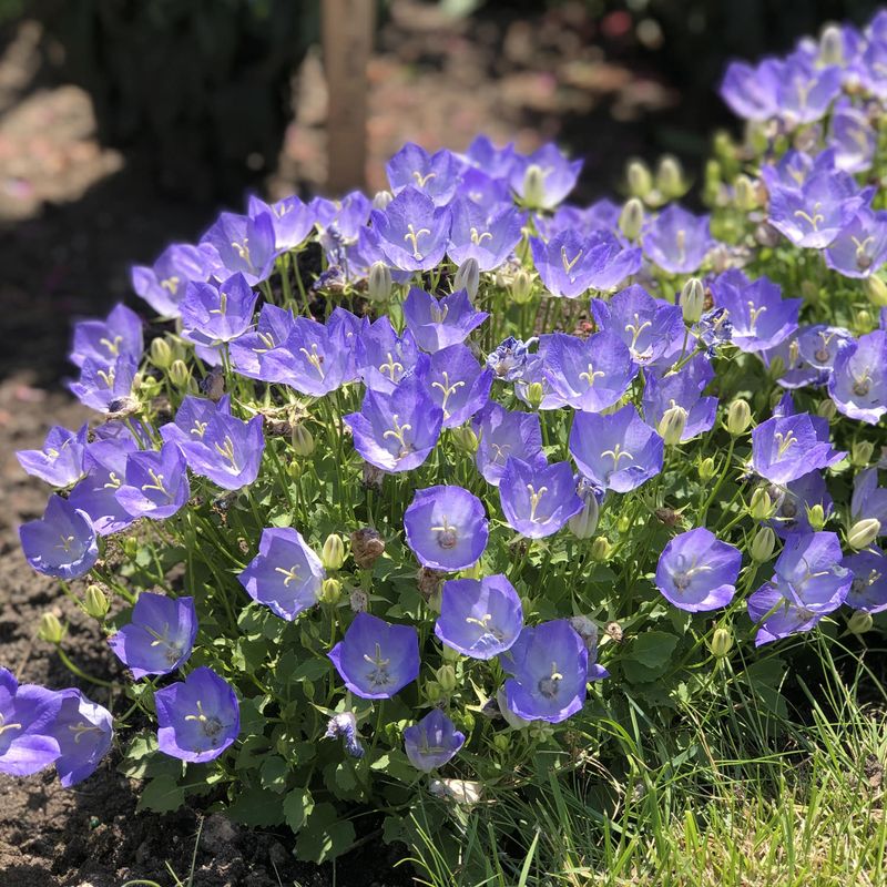 Blue Bellflower