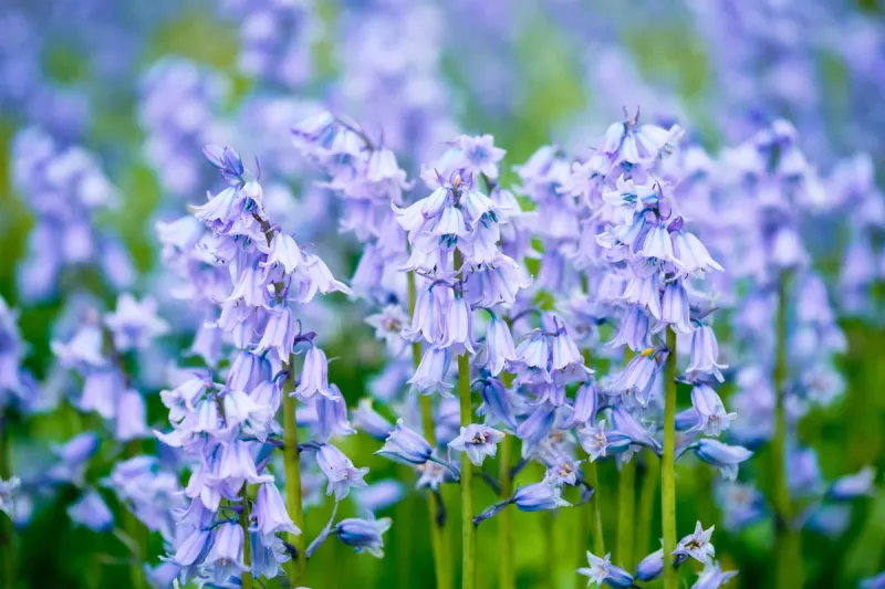 Blue Bells