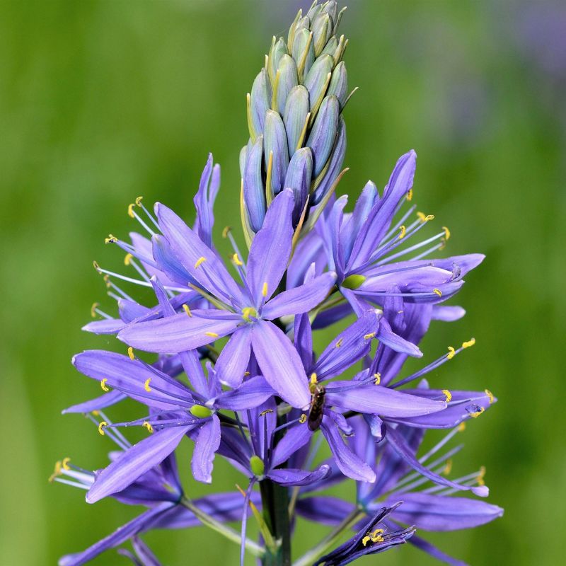 Blue Camassia