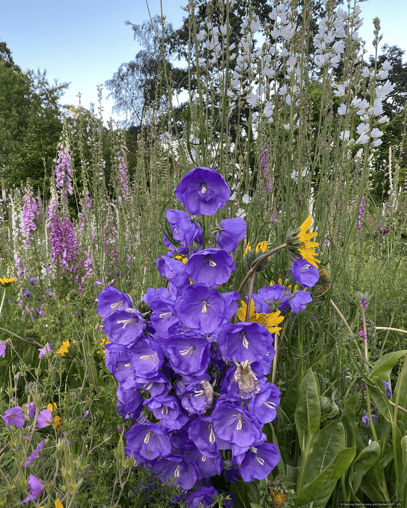 Blue Campanula