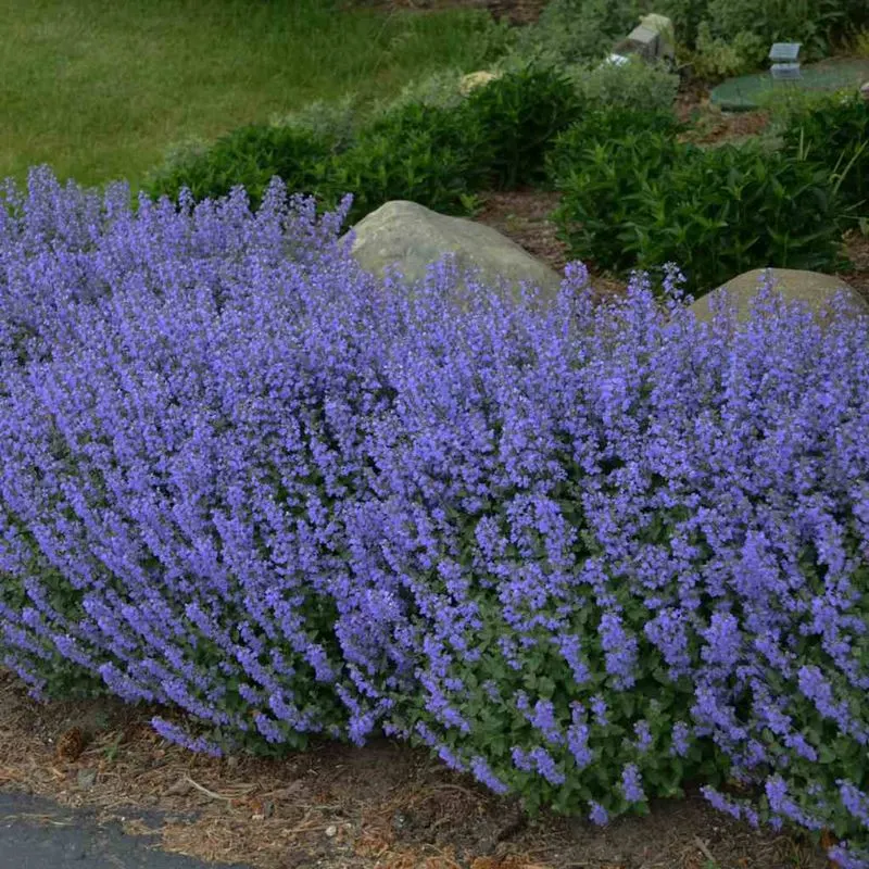 Blue Catmint