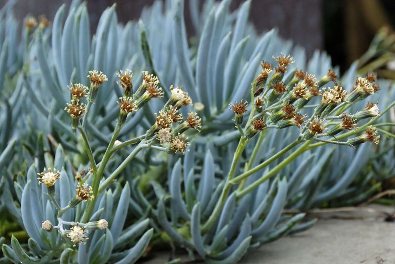 Blue Chalksticks