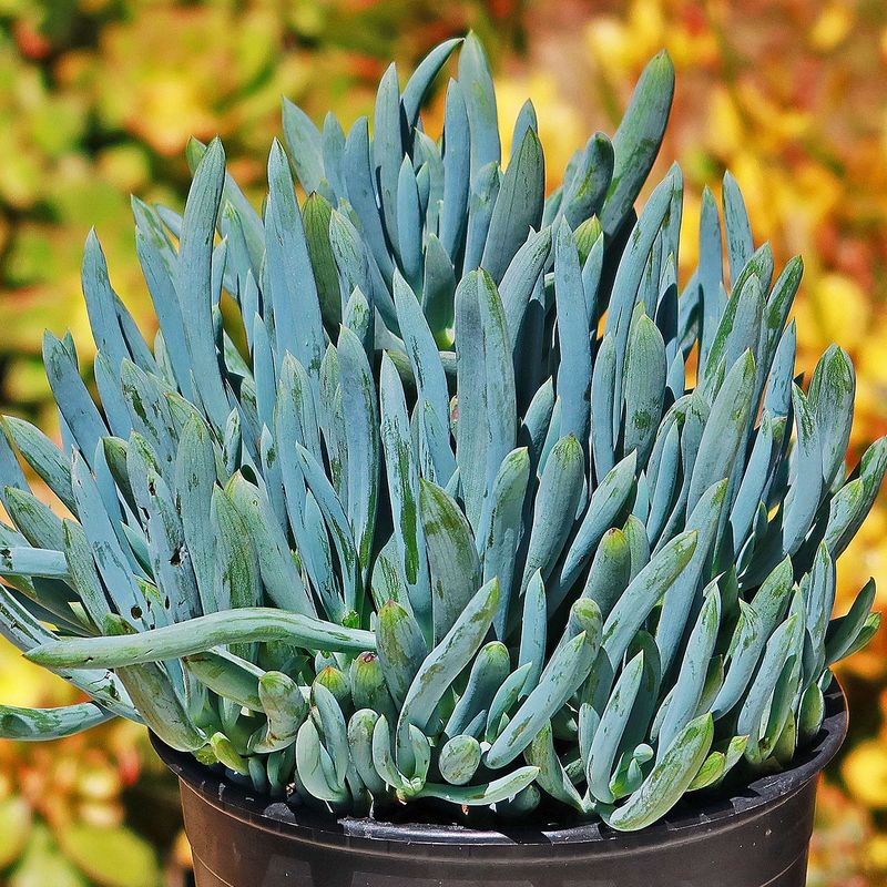 Blue Chalksticks