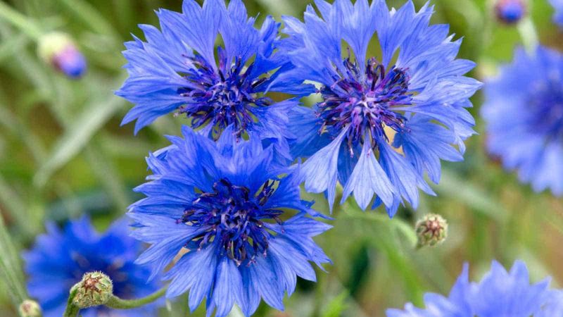 Blue Cornflower