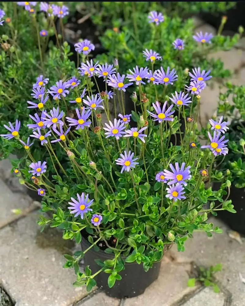 Blue Daisy