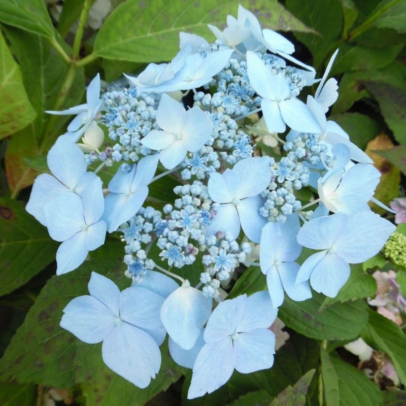 Blue Deckle Hydrangea