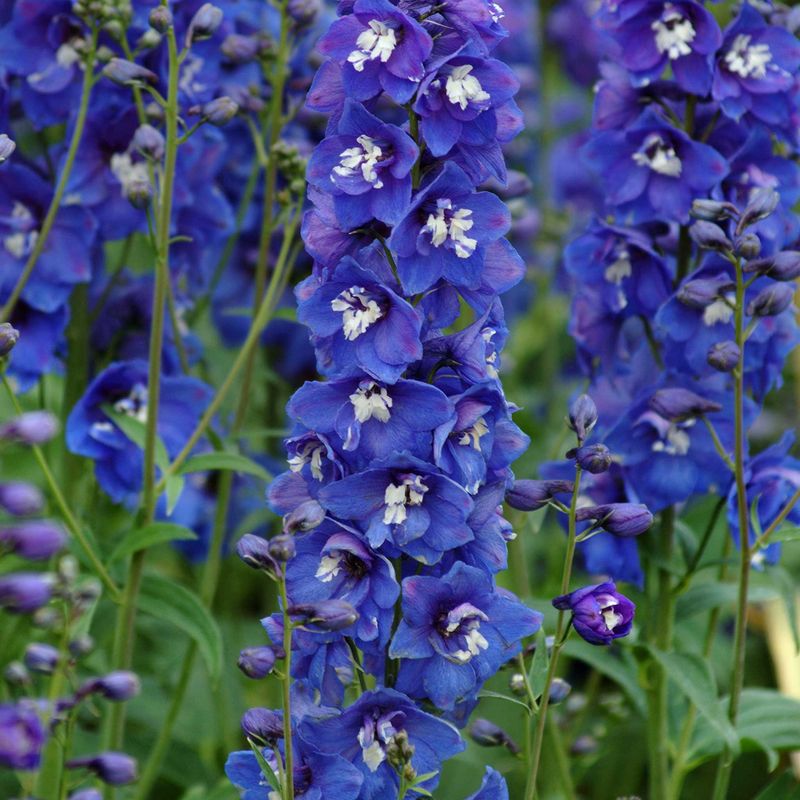 Blue Delphinium