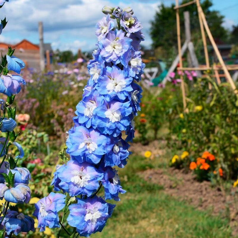 Blue Delphinium