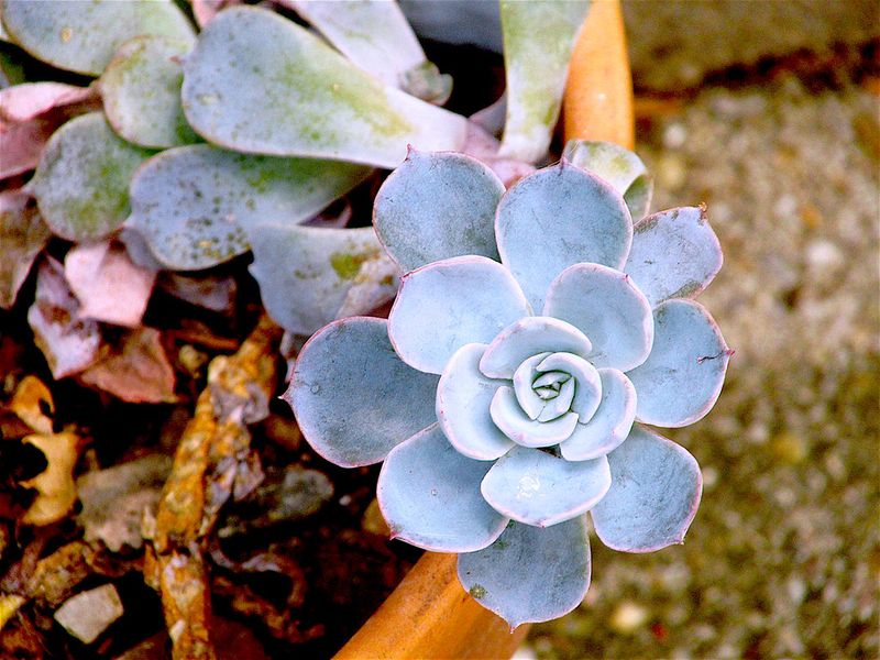 Blue Echeveria