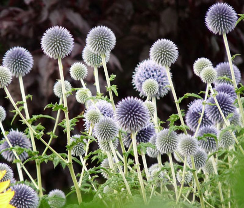 Blue Echinops