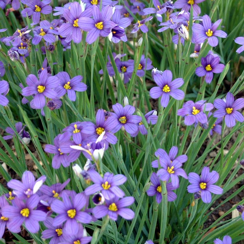 Blue Eyed Grass