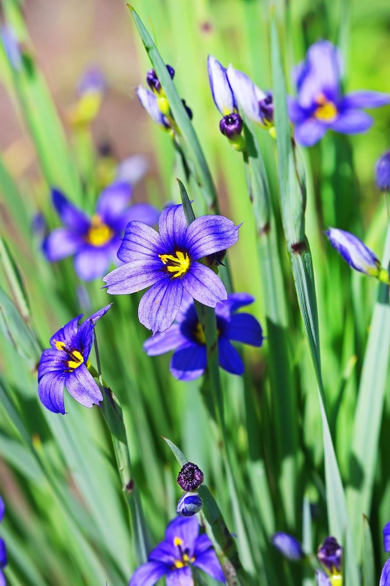 Blue Eyed Grass