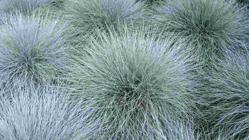 Blue Fescue