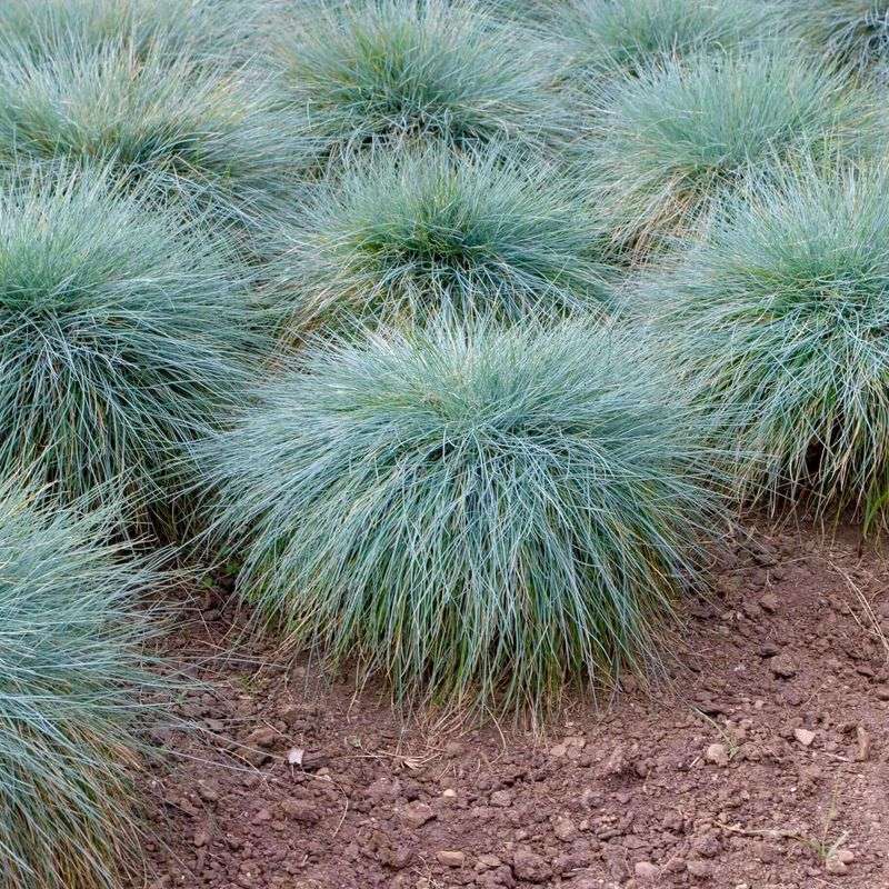 Blue Fescue