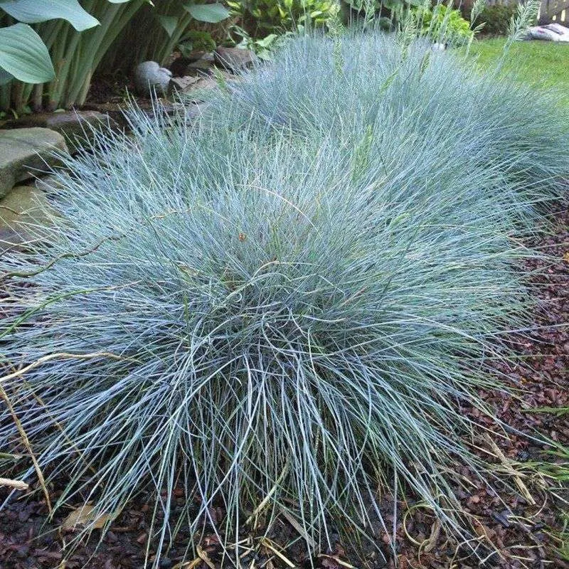 Blue Fescue