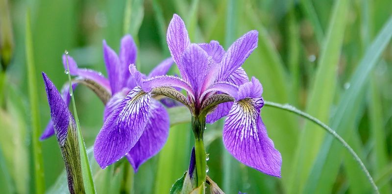 Blue Flag Iris