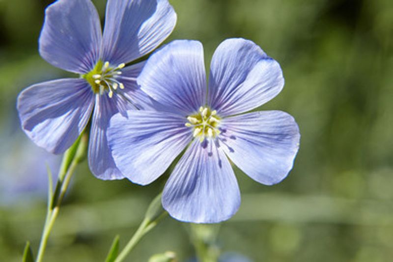 Blue Flax