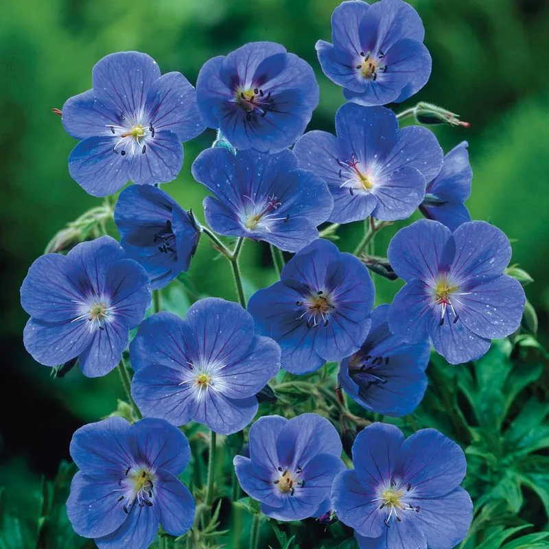 Blue Geranium