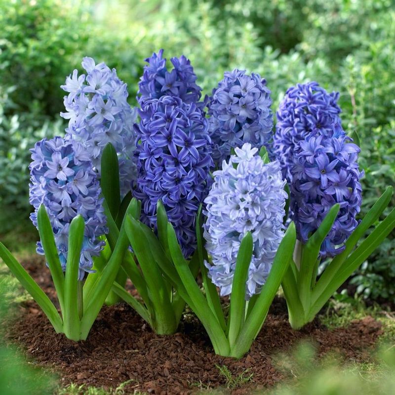 Blue Hyacinth