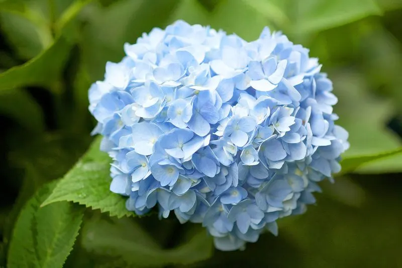 Blue Hydrangea