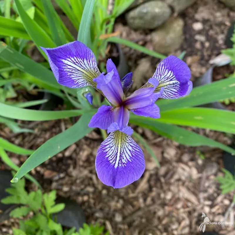 Blue Iris