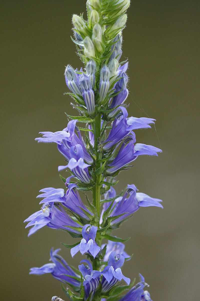 Blue Lobelia