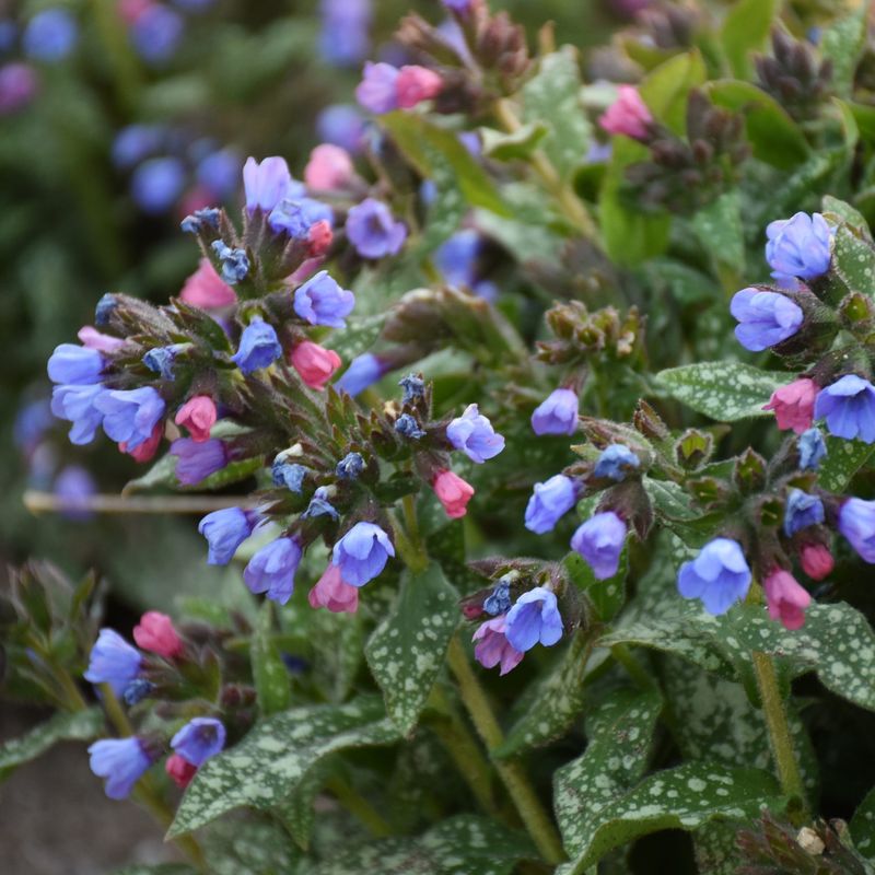 Blue Lungwort