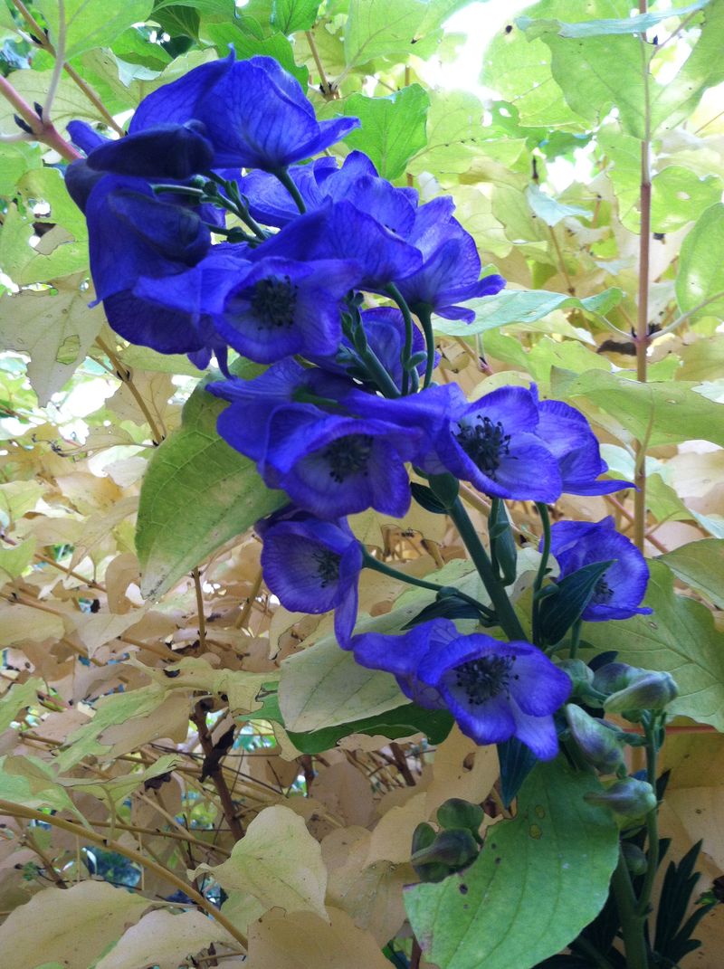 Blue Monkshood