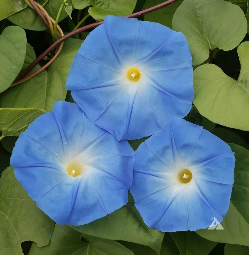 Blue Morning Glory