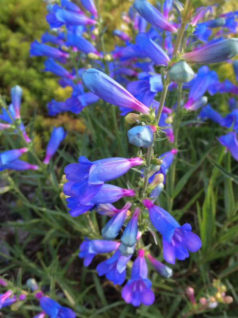 Blue Penstemon