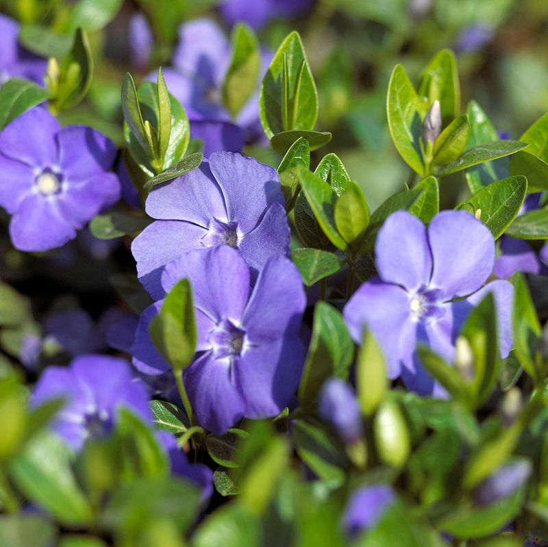 Blue Periwinkle