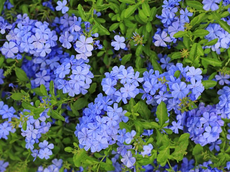 Blue Plumbago