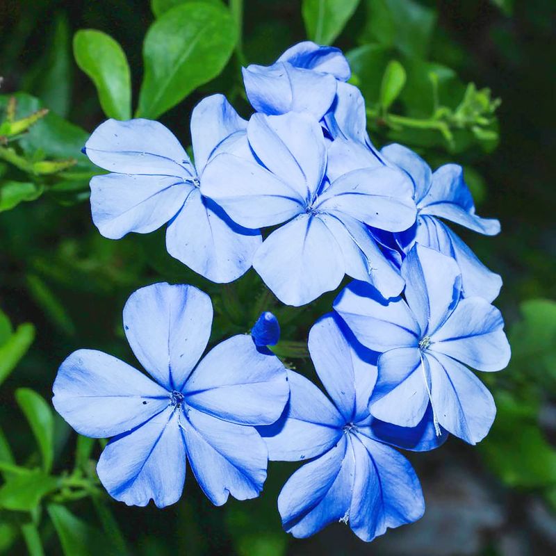 Blue Plumbago