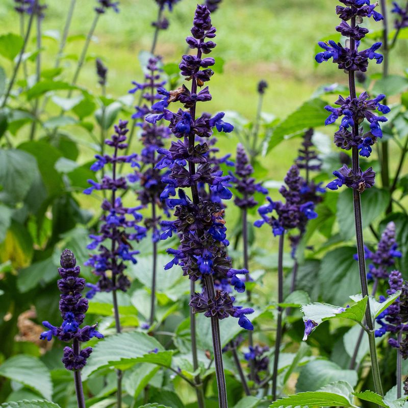 Blue Salvia