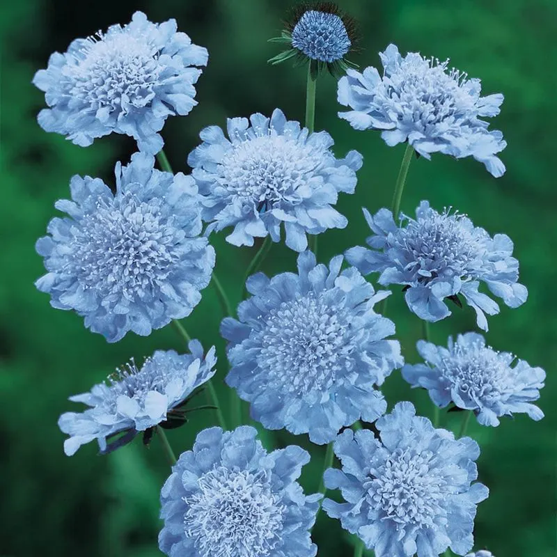 Blue Scabiosa