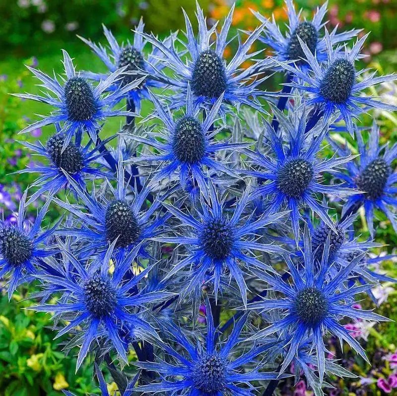 Blue Sea Holly