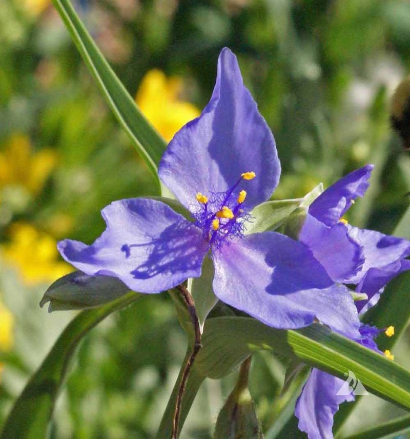 Blue Spiderwort