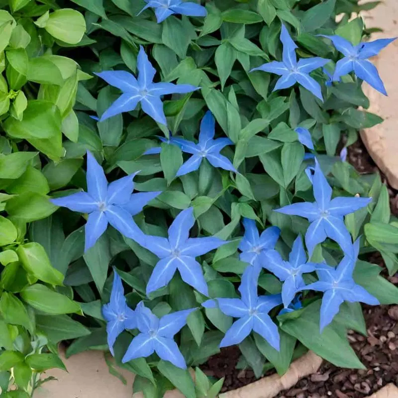 Blue Star Creeper