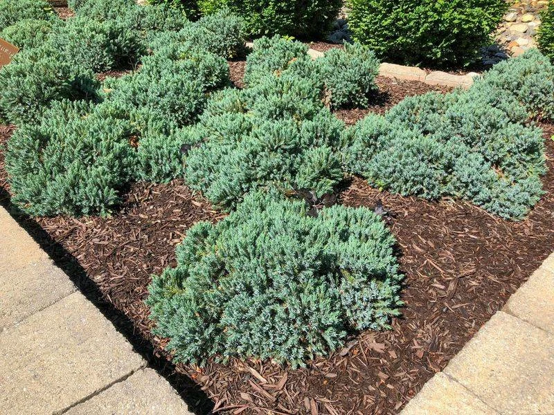 Blue Star Juniper